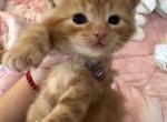 Cinnamon - Domestic Cat For Sale - Bronx, NY, US