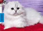 Poseidon - Scottish Fold Cat For Sale - Hollywood, FL, US