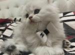 Cute and sweet litter - British Shorthair Cat For Sale - New York, NY, US