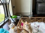 Sweet babies silver - British Shorthair Cat For Sale - Indianapolis, IN, US