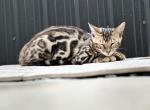 Denjet Versace - Bengal Cat For Sale - Miami, FL, US