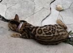 Chanelcoco - Bengal Cat For Sale - Miami, FL, US