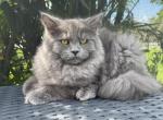 Jackpot - Siberian Cat For Sale - Melbourne, FL, US