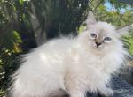 Lavita - Siberian Cat For Sale - Melbourne, FL, US