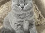 Franny - British Shorthair Cat For Sale - WA, US