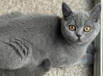 Mia - British Shorthair Cat For Sale - WA, US