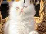 Gorgeous white Doll face Male available - Persian Kitten For Sale - San Jose, CA, US