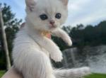 Kiwi - British Shorthair Cat For Sale - Jacksonville, FL, US