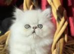 Beautiful silver shaded Chinchilla Doll face Male - Persian Kitten For Sale - San Jose, CA, US