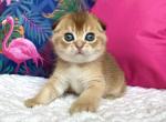 Baks - Scottish Fold Cat For Sale - Hollywood, FL, US