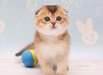 Ricotta - Scottish Fold Cat For Sale - Hollywood, FL, US