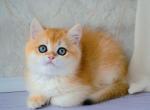 Chester - British Shorthair Cat For Sale - Hollywood, FL, US