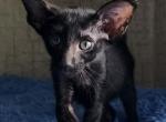 Camael - Oriental Cat For Sale - Norwalk, CT, US