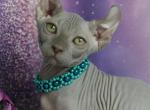 Zeus - Sphynx Cat For Sale - Norwalk, CT, US