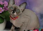 Zena - Sphynx Cat For Sale - Norwalk, CT, US