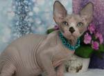 Zodiac - Sphynx Cat For Sale - Norwalk, CT, US