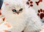 Sir Walter of Towercastle - Persian Cat For Sale - West Palm Beach, FL, US