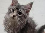 Belle - Maine Coon Cat For Sale - Westfield, MA, US