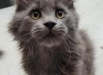 Markiza - Maine Coon Cat For Sale - Westfield, MA, US