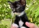 Poki - American Shorthair Cat For Sale - Columbus, GA, US