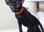 Kleo - Oriental Cat For Sale - Brooklyn, NY, US