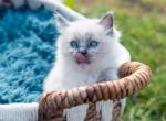 Max Bluepoint mitted - Ragdoll Cat For Sale - Mount Joy, PA, US