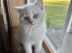 Coconut - British Shorthair Cat For Sale - Auburn, WA, US