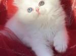 Beautiful doll face odd eyes white male - Persian Kitten For Sale - San Jose, CA, US