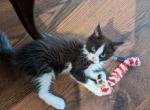 Loki - Maine Coon Cat For Sale - Fredericksburg, PA, US