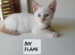 Siamese Flame Point - Siamese Cat For Sale - Dunn, NC, US