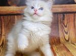 Kasper - Ragdoll Cat For Sale - Brooklyn, NY, US