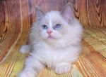 Katrin - Ragdoll Cat For Sale - Brooklyn, NY, US