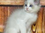 Kajras - Ragdoll Cat For Sale - Brooklyn, NY, US