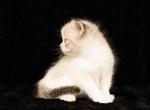 Vanilla late - Ragdoll Cat For Sale - Brooklyn, NY, US