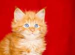 Sunrav - Maine Coon Cat For Sale - Brooklyn, NY, US