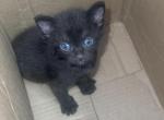 Mix Twin boys - American Shorthair Cat For Sale - Catasauqua, PA, US