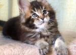 Best - Maine Coon Cat For Sale - Brooklyn, NY, US