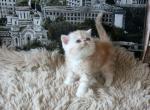 Tobby - Exotic Cat For Sale - Brooklyn, NY, US