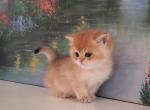 British golden female - British Shorthair Kitten For Sale - Parkland, FL, US