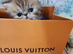 GORGEOUS Girls - Persian Kitten For Sale - MI, US