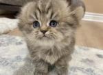 Scottish fold female - Scottish Fold Cat For Sale - Thornton, CO, US