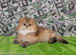 He looks like a lion Zeus black golden ticked - Persian Cat For Sale - Dallas, TX, US