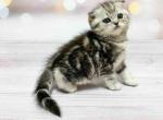 Jessica silver butterfly marble tabby baby girl - Scottish Fold Cat For Sale - Dallas, TX, US