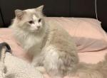 Opal - Ragdoll Cat For Sale/Retired Breeding - Boston, MA, US