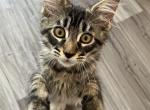 Hitler - Maine Coon Cat For Sale - San Antonio, TX, US