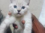 Begal Persian Domestic Mixed Kitten's - Bengal Cat For Sale - Westville, NJ, US