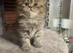 Purebred Persian CFA registered kittens - Persian Cat For Sale - Staten Island, NY, US