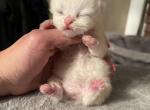 Persian beauties CFA registered - Persian Cat For Sale - Staten Island, NY, US