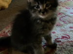 Girl one - Maine Coon Kitten For Sale - Kent, WA, US