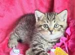 Tomas - Scottish Straight Kitten For Sale - Miami, FL, US